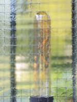 Стекло Армированное